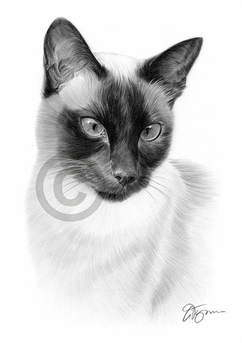 Siamese cat art pencil - siamese,