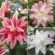 T&M Tree Lily Crystal
