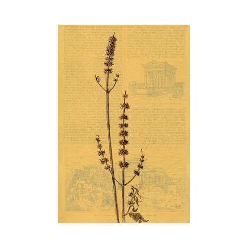 Wilting motherwort flowers - wilting,