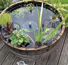 Large watertight oak half - oak,