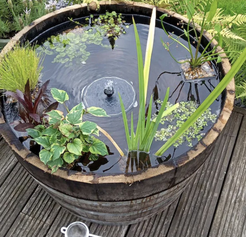 Small watertight oak - small, half