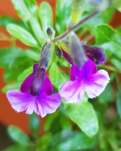 Salvia oriental dove - 6,