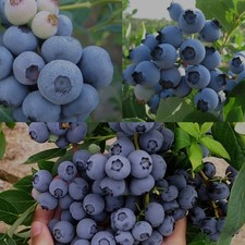 3-Plant Blueberry Collection in 9cm Pots — Early, Mid, and Late Season Varieties