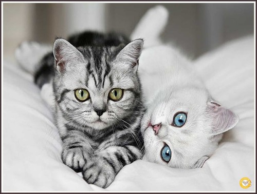 British shorthair kittens 1437 - british,