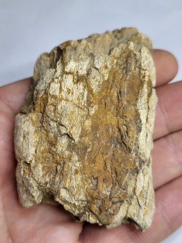 Awesome triceratops frill - awesome,