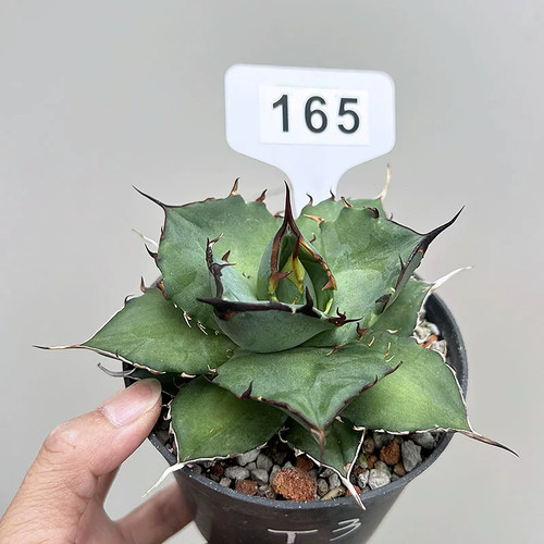 1pieces 8cm seedgrowth - 1pieces,