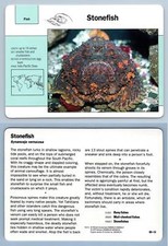 Stonefish #89.13 Fish - Grolier Wildlife Adventure Card