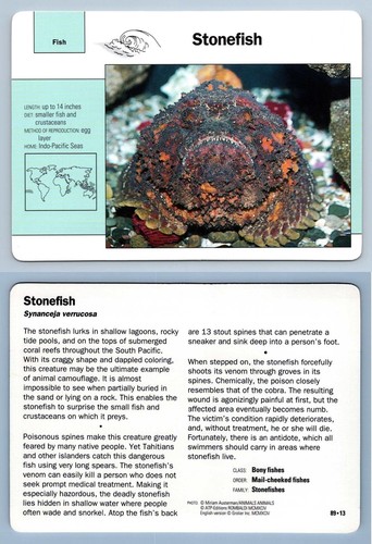 Stonefish fish - stonefish,