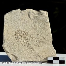 Rare Floating Crinoid Fossil Cenomanian Upper Cretaceous Hjoula Quarry Lebanon