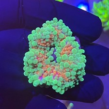 A GRADE YUMA MUSHROOM ULTRA SPECIALS SOFT CORAL MIXED YUMA MUSHROOMS