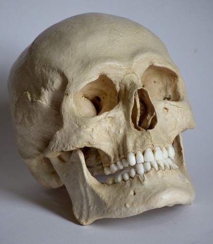 Male human skull replica - skull,