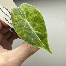 alocasia watsoniana doff