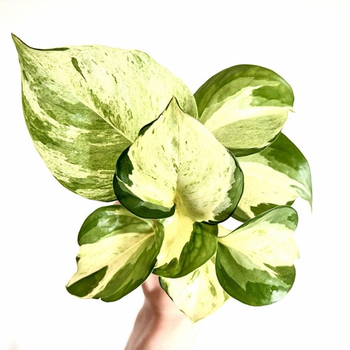 Manjula pothos variegated - 1,