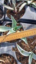Beautiful Blue Agave Americana