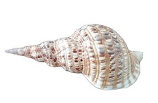 Vintage Large Pacific Charonia