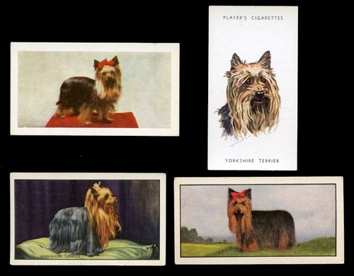 Yorkshire terrier yorkie dog - terrier,