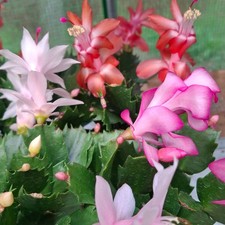 Christmas Cactus 3 Cuttings in