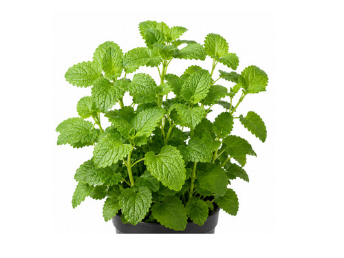 Lemon balm seeds - lemon,
