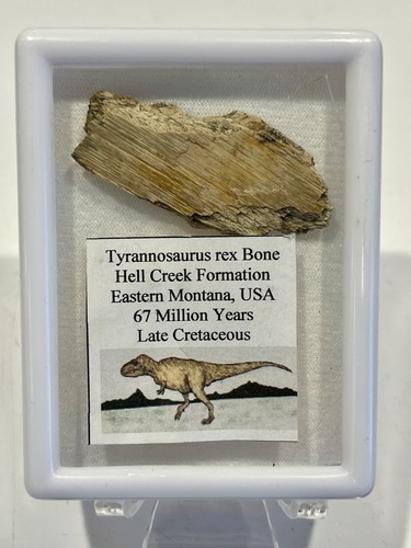 Tyrannosaurus rex hell - tyrannosaurus,