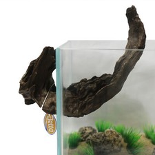 Betta Breakthrough Branch