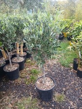 Olive tree extra large head - tree,