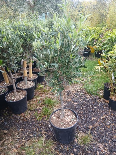 Olive tree extra - extra, large