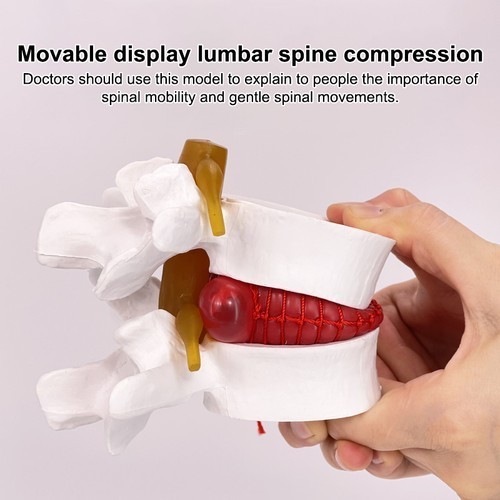 Lumbar model human anatomy - model,