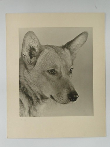 Dog sika portrait welsh corgi - dog,