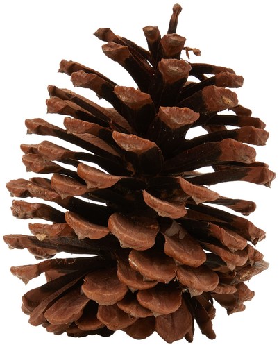 Giant pine cones pack 5 - |,