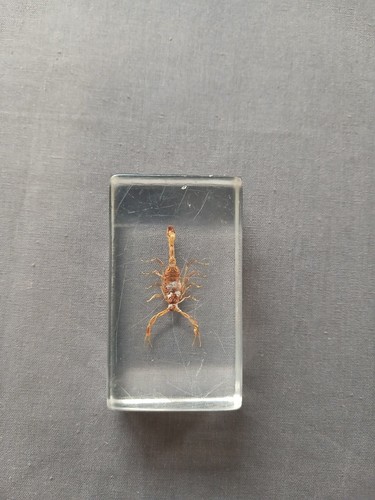 Real scorpion preserved inside
