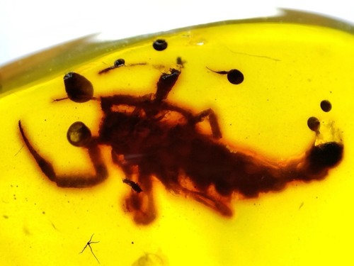 Dinosaur age fossil burmite - dinosaur,