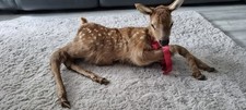 Large Baby Deer Soft Mount 