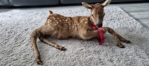 Large baby deer - baby,