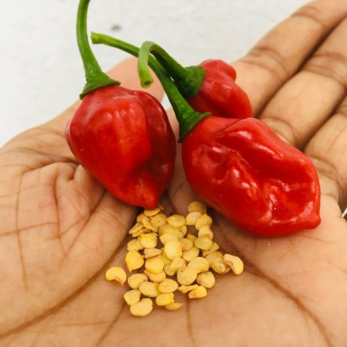 Pepper seeds habanero red - pepper,
