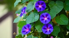Fast climber Beautiful morning glory flower seeds climbing plant that flower