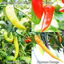 Giant Mix Chilli Pepper Seed
