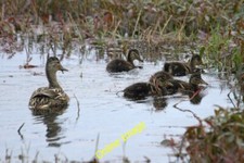 Photo 6x4 Mallard with ducklings, Haroldswick pool Bothen  c2014
