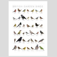British Garden Birds high