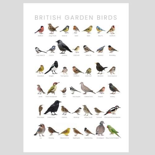 British garden birds high - british,