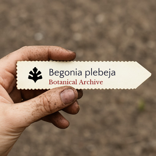Begonia plebeja 1000 - begonia, |