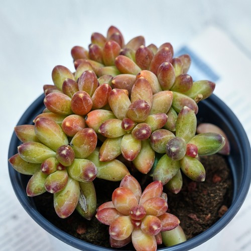 Pachyphytum compactum - 5'',