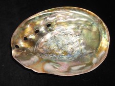 COLLECTABLE ABALONE SHELL