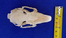 Genuine Rabbit Skull