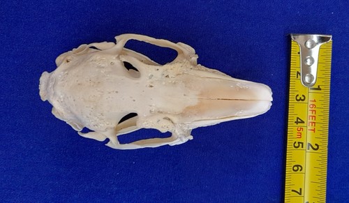 Genuine rabbit skull - genuine,
