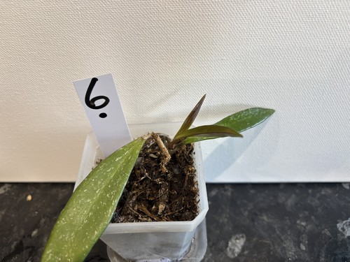 Hoya black dragon - hoya, rooted