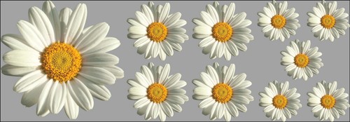 Daisy flower car stickers - daisy,