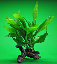 JAVA FERN on ceramic bogwood, driftwood Live Aquarium Aquatic Plants Microsorium