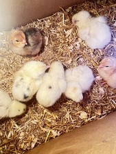 12 x FERTILE CHICKEN eggs4saleFREE✅RANGE LOVELY Pot Luck Mixed breeds3