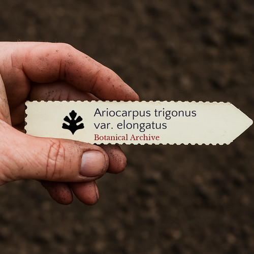 Ariocarpus trigonus var