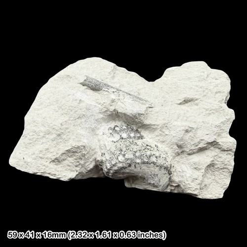 Mariella gallieni ammonite - mariella,